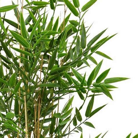 Japanese Bamboo Artificial Tree Plant H90 Cm From £10368 Getpotted