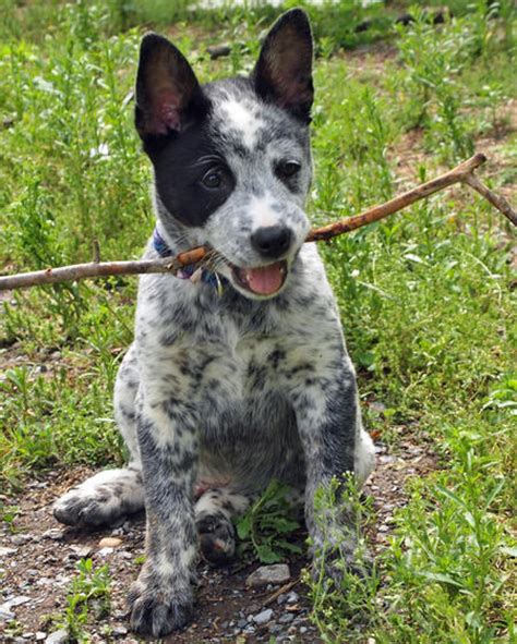 Some Sweet Faced Australian Cattle Dogs To Make You Smile