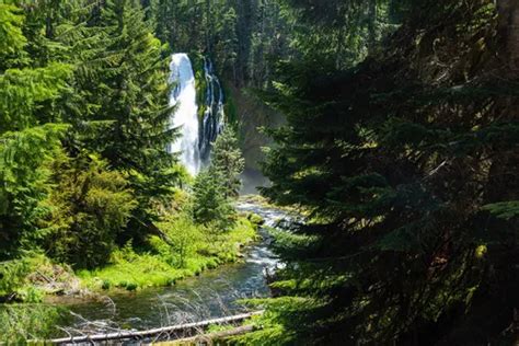 10 Best Waterfall Trails In Umpqua National Forest Alltrails