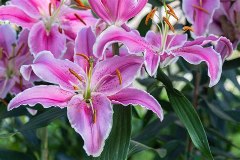 How To Grow Lily Lilium Garden Chronicle