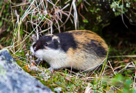 Sirkka Image Photography Norway Lemming