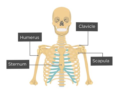 Clavicle Bone Anatomy Getbodysmart