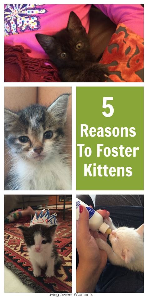 Top 5 Reasons To Foster Kittens Foster Kittens Kittens Foster Cat