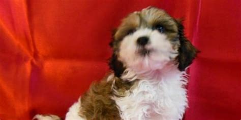Free pet dog adoption in india l puppies for adoption in india l online dog adoption l free of. Adopt Hypoallergenic Puppies at Your New Puppy! - Church