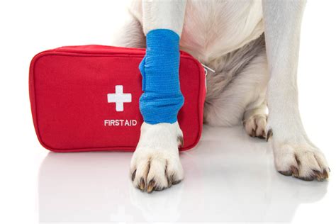 Building A Dog First Aid Kit A Helpful Guide Vetericyn Animal Wellness