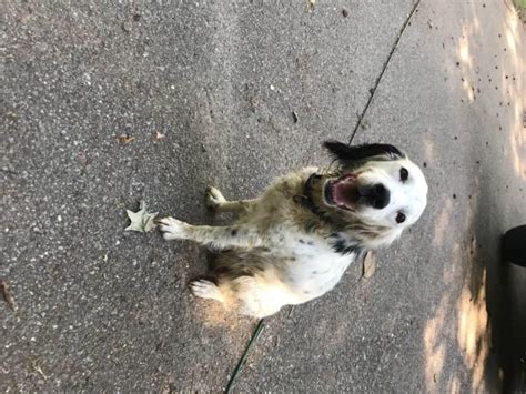 Your gentlemen's foot hunting english setter's that hunt for you at a close range. 6 Purebred English Setter Puppies Available in Mobile ...