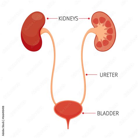 Kidneys And Bladder Human Internal Organ Diagram Physiology