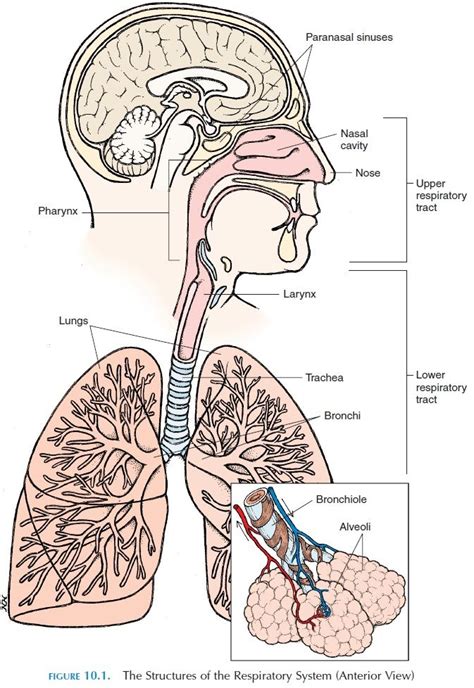 Function Of The Respiratory System Respiratory System Respiratory