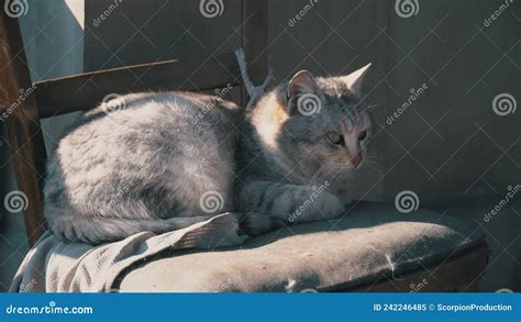 Homeless Gray Cat Lies On A Shabby Chair On The Street Stock Video