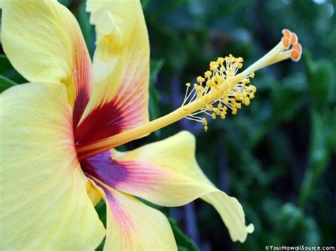 Hawaii Images Beautiful Yellow Hibiscus In Hawaii Festa Havaiana Festa