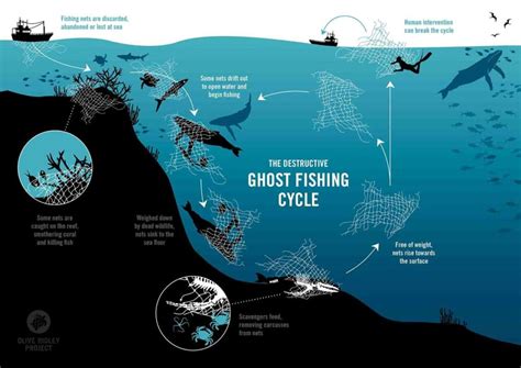 What Are Ghost Nets Olive Ridley Project