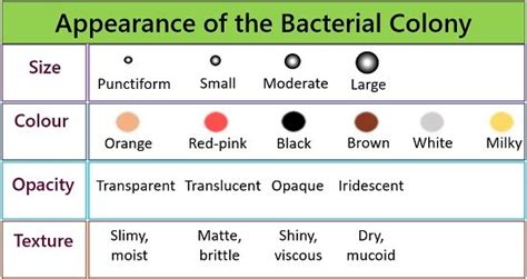 What Is The Colony Morphology Of Bacteria Colony Characteristics