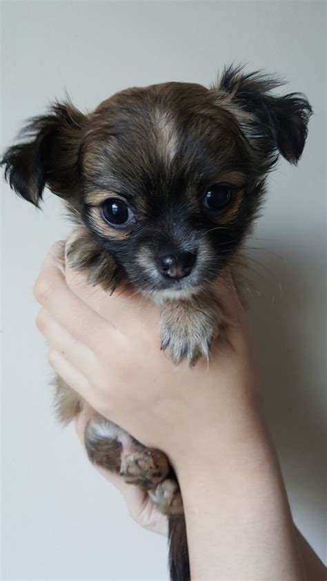 Apart from the list of mixes above, the chihuahua has also been crossed with the german shepherd, rottweiler, doberman, basenji, border collie, blue heeler, and schipperke. One puppy male beautiful long haired chihuahua | Birmingham, West Midlands | Pets4Homes
