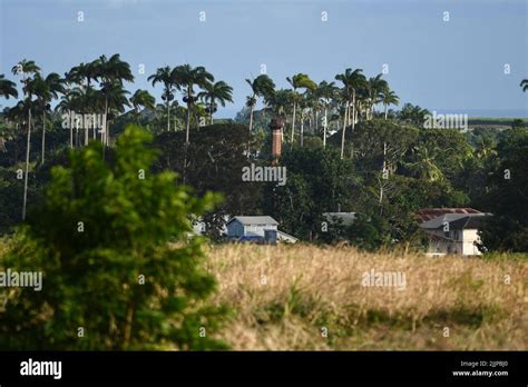 The apartments surrounded by trees in the forest Stock Photo - Alamy