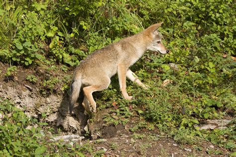 To protect your pets, if you live in coyotes eat koi fish that are not protected. Do Coyotes Carry Cats Back to their Den? - Lost Pet ...