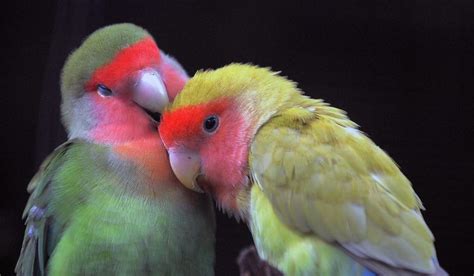 How To Care For Pet Lovebirds Pet Birds Love Birds World Birds