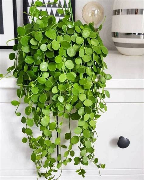 The 10 Most Beautiful Looking Indoor Plants That Are Easy To Take Care