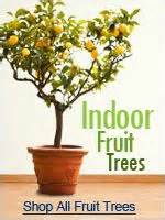 Check spelling or type a new query. 1000+ images about Dwarf Fruit Trees on Pinterest | Dwarf ...