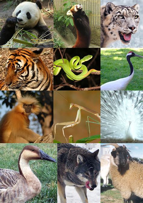 Besides world wildlife fund malaysia, wwfm has other meanings. WWF - World Wildlife Fund Photo (31316023) - Fanpop