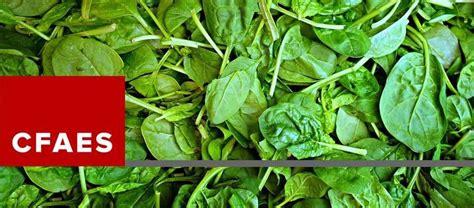 Integrated pest management for onions, carrots, celery & lettuce in ontario (publication 700). VegNet Newsletter | Vegetable and Fruit Crop News