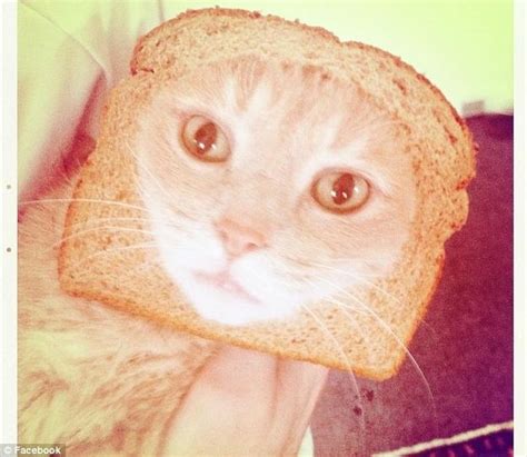 10 Cats With Their Faces In Bread Cat Dressed Up Cats Cat Bread