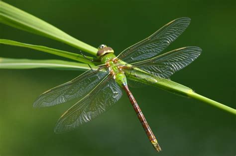 What You Should Know About The Huge Swarms Of Dragonflies Appearing
