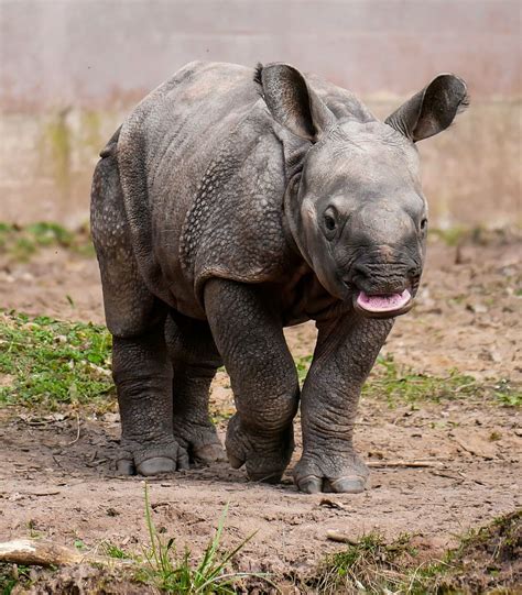 Free Download Black Rhinoceros Rhino Animal Pachyderm Rhino Baby