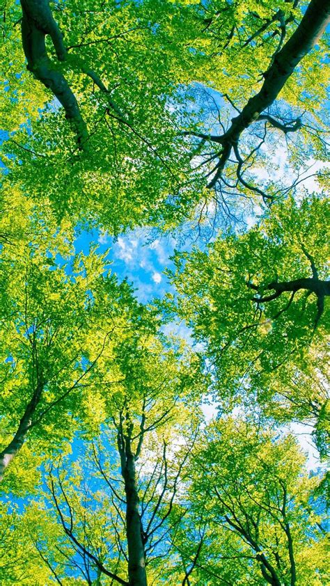 Looking Up At Green Trees Android Wallpaper Phong Cảnh