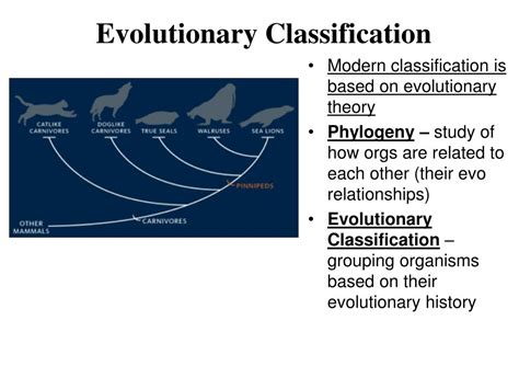 Ppt Modern Evolutionary Classification Notes Ch 182 Powerpoint