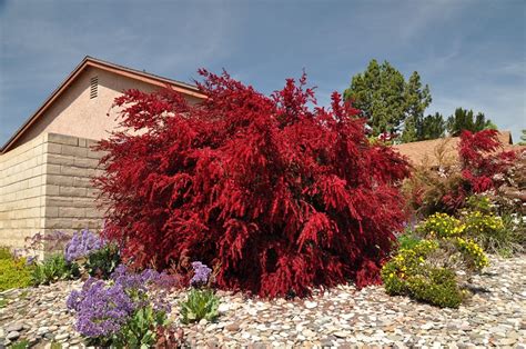 Pianta con foglie rosse all' interno piccole piante con foglie rosse e verdi — crescere, grande. Arbusti, eccone alcuni a foglie rosse per giardini e siepi ...