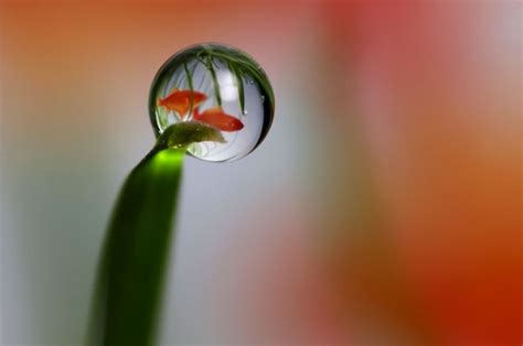 Amazing Water Drop Reflection Photography Pickchur