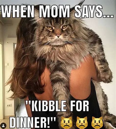 14 Funny Maine Coon Memes That Will Make You Laugh The Paws