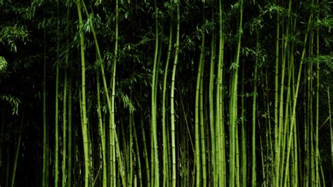 Download Bamboo Wallpaper 1920x1080 Wallpoper 370255