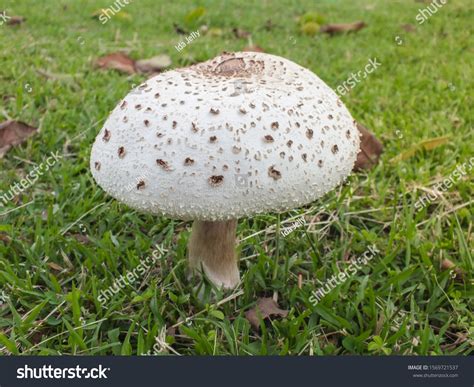 White Mushrooms Brown Spots On Blur Stock Photo 1569721537 Shutterstock