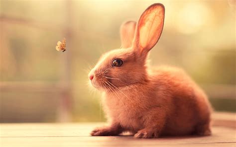 Bunny Cute Hd Animals 4k Wallpapers Images Backgrounds Photos And Pictures