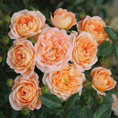 Buy Rose Sweet Dream Patio Rosa Sweet Dream Fryminicot Delivery By Waitrose Garden