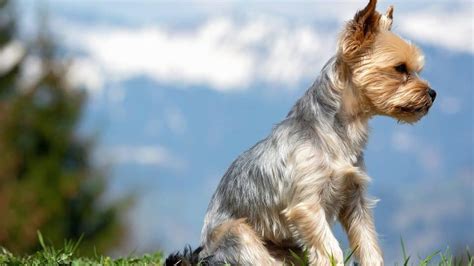 Top 5 Yorkie Haircut Styles For 2019 The Dog People By