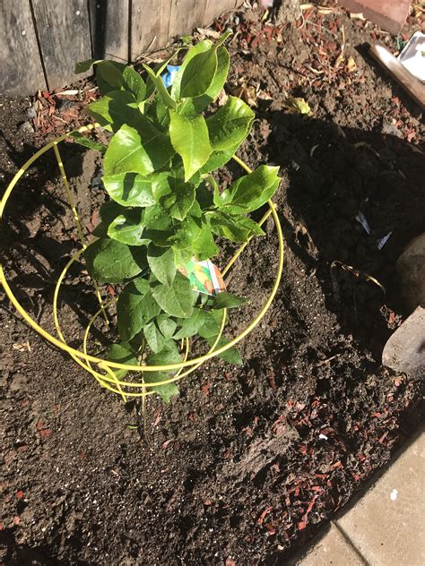 Green Thumb, Fruit, Plants, Plant, Planets