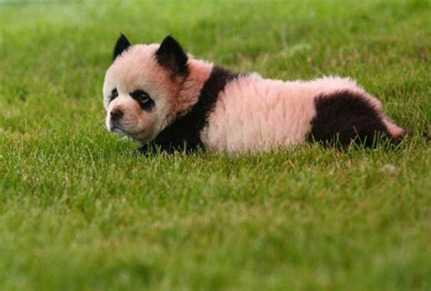 Panda Dogs Chinas Newest Adorable Fashion Craze Photos