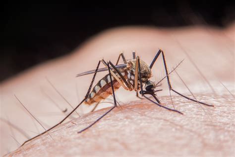Mosquitoes Carrying West Nile Virus Found In Monroe County Fox 59
