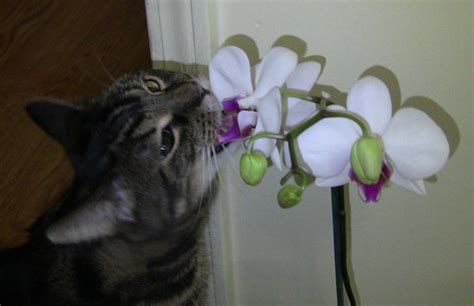 So, yes, you can go ahead and get yourself a beautiful orchid plant without having. Are Orchids Poisonous To Animals? | OrchidsMadeEasy.com