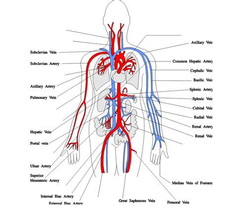 Arteries And Veins In Human Body Anatomy Art Blood Ve