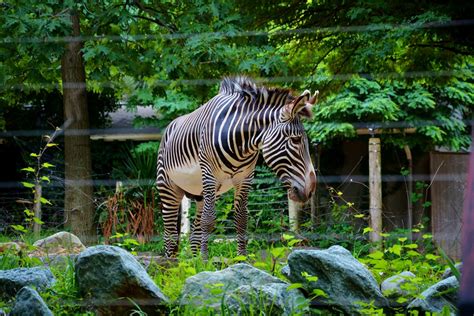 Smithsonian National Zoological Park Washington Dc Flickr