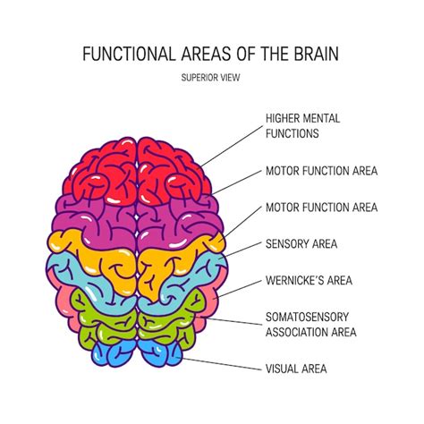 Functional Areas Of A Human Brain Illustration Premium Vector