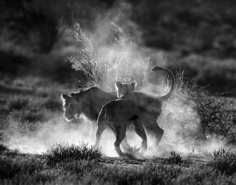 Tips And Tricks For Black And White Wildlife Photography Wildlife