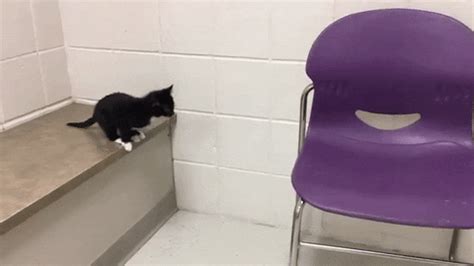 Relevant newest # cat # fail # ridiculousness # cat fail # mtv ridiculousness # cat # jump fail # funny # cat # wow # fail # animal # cat # fail # cat fail # cat # animals # fail # cats # kitten # cat # cats # jump # funny cats # cat s. Cat Jumping GIFs - Find & Share on GIPHY