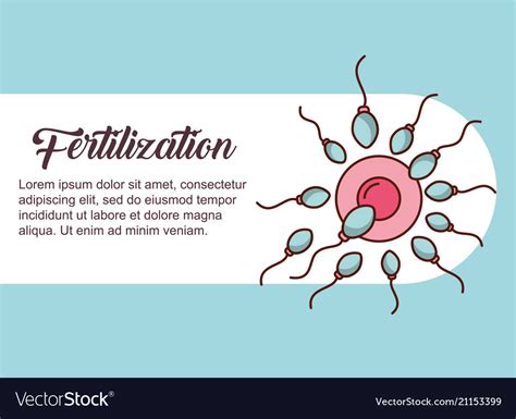Pregnancy Fertilization Related Royalty Free Vector Image