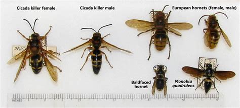 Cicada Killer Wasps Are On The Wing Ecoipm