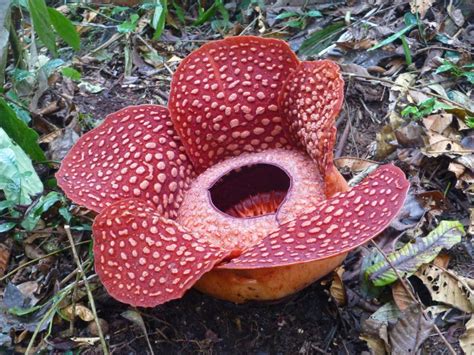 Rafflesia Biggest Flower In The World Indonesia Malaysia Safe