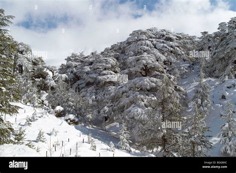 Snow Covered Cedar Of Lebanon Trees Stock Photo Alamy